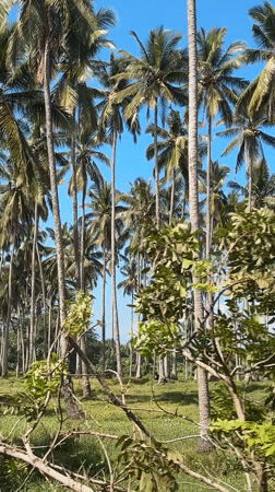 Tropical landscape with coconut palms captured in Pekutatan, Indonesia