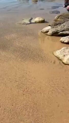 The video shows a swarm of tiny fish swimming in very shallow, clear water near a sandy shoreline. The sand is light brown, and some rocks are scattered along the edge of the water. The fish are small and dark, moving together as a single unit. The water's surface is relatively still, with slight ripples visible. The perspective is from a static viewpoint, looking down at the water and sand.