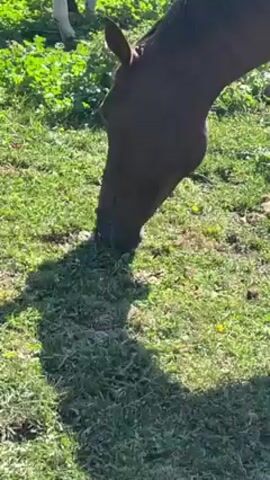A brown horse is eating green grass in a yard. The horse is facing downwards, its muzzle grazing the ground. The horse’s shadow falls on the grass. Another horse, which is mostly white with black legs, is visible in the background.