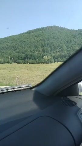 The video, likely shot from inside a moving car, presents a view of a rural landscape. A grassy field stretches out, populated by a herd of dark-colored animals, likely cows or other livestock. In the background, a tree-covered hill or mountain rises, indicating a natural or undeveloped area. The sky is clear and blue. The dashboard of the car is visible in the foreground, along with the side mirror.  The car appears to be traveling on a paved road adjacent to the field.  The camera is stationary within the vehicle and there are no detectable sounds.