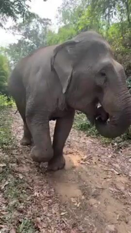 The video shows an elephant standing on a dirt path in a forest. The elephant appears to be Asian, has gray skin, and is covered in mud. It is standing with its mouth open, and appears to be either eating or roaring. The surrounding environment is a dense forest with tall trees and green foliage. The ground is covered in dirt, leaves, and small rocks. There are no people visible in the frame.