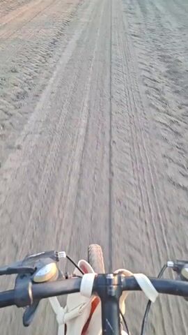 The video begins with a first-person perspective of someone riding a bicycle on a dirt road. The road is flanked by a tall green crop, likely corn. The rider's hands are visible on the handlebars, and a bell is attached to the left handlebar. The road ahead shows tire tracks, indicating it's a frequently used path. As the video progresses, the camera pans slightly, revealing more of the open landscape and the sky, which appears to be clear with a pale blue hue, suggesting it might be early morning or late evening. The overall environment is rural and agricultural.