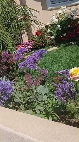 The video shows a well-maintained front yard garden. In the foreground are peach and yellow roses and purple flowers. The yard has green grass, a variety of flower bushes in red, white, and purple, and a small tree. The house has a white window with closed shutters. A sprinkler head is visible in the grass.