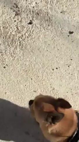 The video shows a small dog walking on a concrete surface on a leash. The dog is brown with a white tail and is wearing a black harness. The camera angle is high, looking down at the dog. The dog is walking away from the camera.  A shadow is cast on the concrete.