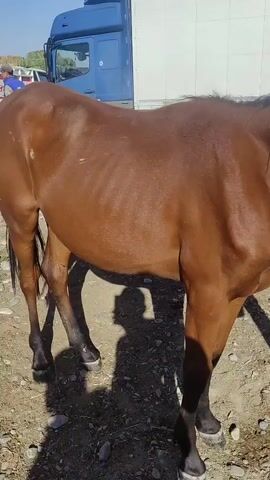 A brown horse stands in an outdoor area with a truck and a white wall in the background. The horse appears thin, with its ribs visible. Another horse's head is visible over the first horse's back. The ground is covered with gravel and dirt, and shadows are cast on the ground.