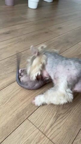 A short video shows two small dogs playing with each other on a wood floor. One of the dogs is light grey with white hair on the top of its head and on its chest. The other dog is hairless with wrinkly grey skin and a long thin tail. The dogs are biting each other and wrestling on the floor.