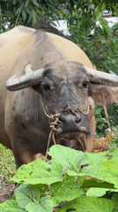 Tourists document rural water buffalo encounters in Vietnam commune