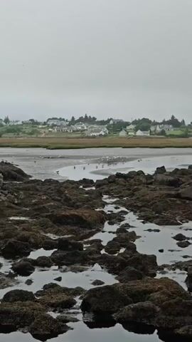 The video shows a rocky shoreline with seaweed covered rocks. In the distance, there is a body of water with several birds wading in it. Beyond the water, there is a grassy field and a village with houses and trees. The sky is overcast. The camera is static and the video is shot from a low angle.