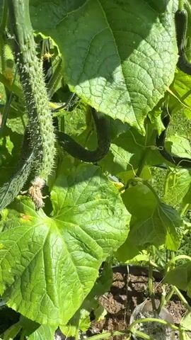 The video shows a close-up of a cucumber plant with several cucumbers growing. The cucumbers are green and have a bumpy texture. Some of the cucumbers are still small and developing, while others are larger and appear to be ready for harvest. The plant has large, green leaves and is supported by a green trellis. The background is blurred, but it appears to be an outdoor garden setting with sunlight illuminating the scene.