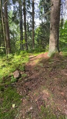The video shows a point-of-view shot of a person walking on a dirt path through a dense forest. The path is narrow and lined with lush green moss and small plants on either side. Tall evergreen trees with thick trunks tower overhead, their branches creating a canopy that filters the sunlight, casting dappled shadows on the forest floor. The ground is covered with fallen pine needles, leaves, and dirt. In the distance, the path continues to wind through the trees, suggesting a secluded and natural environment. The camera movement is smooth, giving the impression of a leisurely walk or hike. There are no people or animals visible in the video. The overall atmosphere is serene and tranquil, characteristic of a peaceful forest setting.