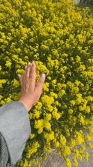 Woman poses in yellow flower field in Russia