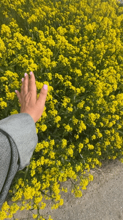 Woman poses in yellow flower field in Russia