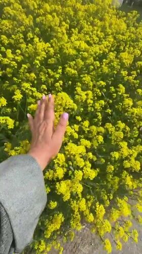 Woman poses in yellow flower field in Russia