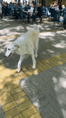 Dog strolls past cafe, bicycles lie idle in Subotica