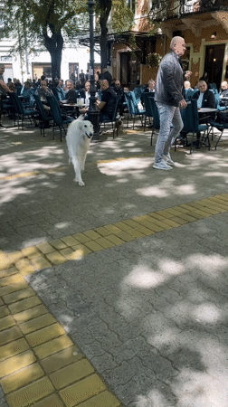 Dog strolls past cafe, bicycles lie idle in Subotica