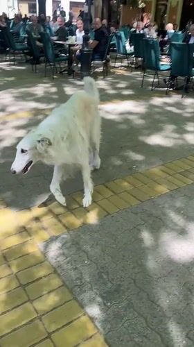Dog strolls past cafe, bicycles lie idle in Subotica