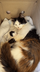 Cat with newborn kittens found in cardboard box Montenegro