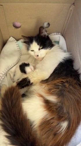 Cat with newborn kittens found in cardboard box Montenegro