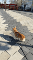Corgi walks on leash across plaza in Borzya, Russia