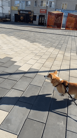 Corgi walks on leash across plaza in Borzya, Russia