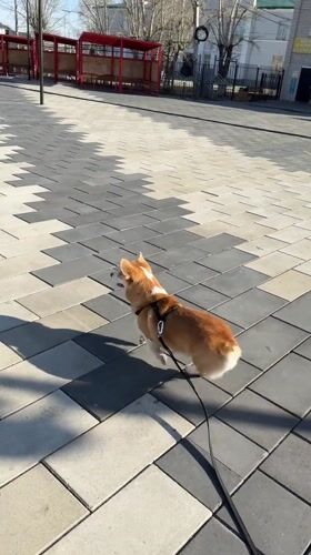 Corgi walks on leash across plaza in Borzya, Russia