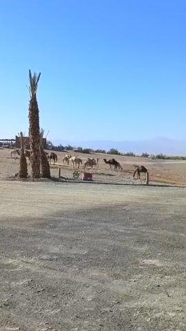 A flock of camels grazes in a dusty, arid environment under a clear blue sky. Two tall palm trees stand prominently in the foreground, near a cluster of smaller palm trees and what appears to be a small building or structure in the distance. The ground is covered in gravel and dirt, with a few scattered wooden posts. Several vehicles are visible in the far left of the frame, and the landscape stretches out to rolling hills in the background.