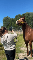 Woman films horse with smartphone in Estaimpuis, Belgium