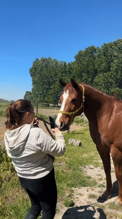 Woman films horse with smartphone in Estaimpuis, Belgium