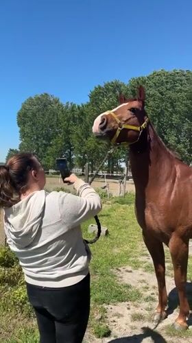 Woman films horse with smartphone in Estaimpuis, Belgium