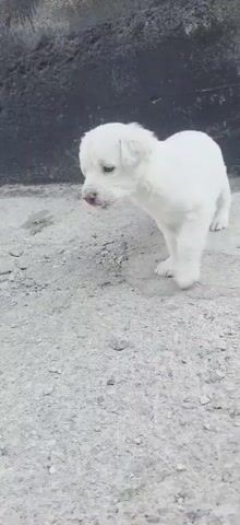 A white puppy stands on a concrete surface in front of a dark, textured wall. The puppy is fluffy and appears to be young, with light-colored eyes and a pink nose. It is facing to the left of the frame, looking down and slightly to the side. The ground is rough and uneven, with small pebbles and cracks visible. The lighting suggests it is daytime, and there are no clear indicators of weather conditions. The background wall is dark and appears to be made of concrete or stone, providing a stark contrast to the white puppy. The scene is still and quiet, focusing solely on the puppy and its immediate surroundings. There is no visible text in the media file.