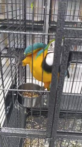 The video shows a close-up view of a vibrantly colored macaw inside a cage. The bird has bright blue and yellow feathers and is perched near a metal food bowl filled with birdseed. The cage is made of black metal bars, and the background appears to be an indoor setting, possibly a pet store or aviary, with other cages visible in the distance. Another bird, small and yellow, can be seen in a cage further back. The macaw is actively interacting with the cage bars, gripping them with its talons. One shot focuses on the macaw's head and upper body as it eats from the bowl, while another shows its back and wings, highlighting the brilliant blue plumage. The lighting suggests it is daytime. No people are visible in the frame, and there is no visible text. The overall scene is one of a bird in captivity, with a focus on its feeding activity and physical characteristics.