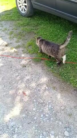 A domestic cat walks past a parked car and then into the grass next to it. The cat is brown and gray with white paws and a bushy tail. The car is dark gray. The ground is covered in gravel and grass. A red cord runs horizontally across the bottom of the frame.