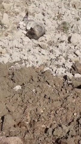 A grey-and-brown tabby cat rests on light-colored, rough, dry soil. Below the light soil is a patch of dark, moist soil, resembling freshly turned earth. The setting appears to be outdoors in a sunlit area.