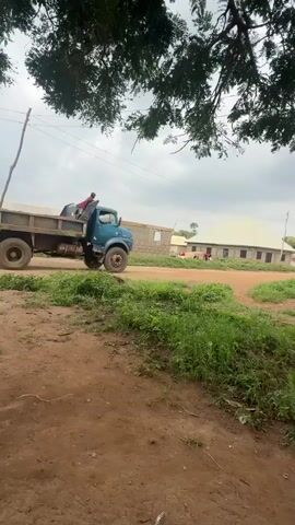 A blue dump truck drives on a dirt road. A person wearing a red shirt stands in the back of the truck, leaning over its edge. Green trees with dark green leaves are visible in the upper part of the frame. Buildings with light-colored roofs are in the background. The ground is covered in dirt and grass. The sky is overcast.