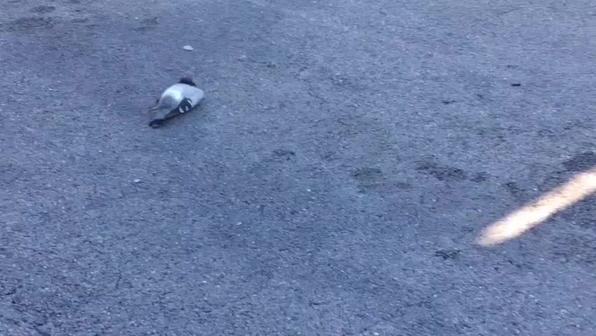 A pigeon is walking on an asphalt surface. The pigeon is gray and white with black markings on its wings and tail. It is moving from left to right in the frame. The asphalt is dark gray and appears to be cracked in places. There are some small white pebbles scattered on the surface. The lighting is dim, suggesting it might be early morning or late evening.