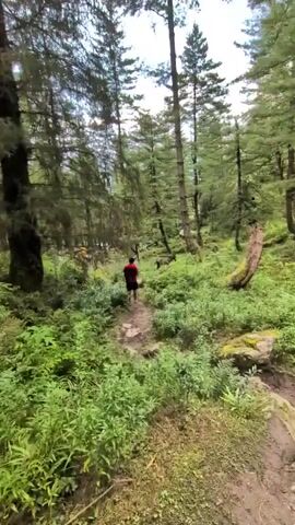 A person in a red shirt and black shorts walks down a dirt path in a forest. The path is lined with lush green vegetation and tall trees. There are a few tents visible in the distance, and a dark-colored animal, possibly a deer, can be seen to the right of the path. The sky is overcast.