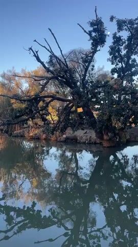 A large, gnarled tree with bare branches and dark green foliage overhangs a calm body of water. The tree is reflected in the water, creating a mirror image. The sky is a clear blue with a hint of the sun setting, casting a warm glow on the scene. The overall impression is one of natural beauty and tranquility.