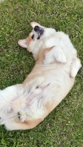 A corgi dog rolls on its back in green grass. The dog is upside down with its belly exposed. Its mouth is open and its tongue is visible. The dog then rolls over onto its side, obscuring its face. The dog then stands up and walks away, showing its hindquarters. The video is shot from a high angle, looking down on the dog. The lighting is natural and appears to be daytime.