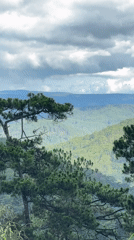 Mountain scenery and resting dog captured in Da Lat