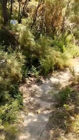 A first-person perspective video shows a dirt path winding through a wooded area. The path is mostly clear, with some dry leaves and twigs scattered on the ground. Lush green foliage and trees line both sides of the path, with sunlight filtering through the branches, creating dappled shadows. The sky is visible in some parts, appearing clear and blue. The camera moves forward along the path at a steady pace, offering a continuous view of the environment. The overall impression is a peaceful, natural setting, possibly a hiking trail or a natural park. There are no people or animals visible in the footage.