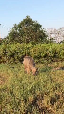 The video shows a single water buffalo grazing in a grassy field under a clear sky. The buffalo is positioned in the center of the frame, facing down and to the right as it eats. Lush green bushes and trees form a backdrop behind the buffalo, with a few taller trees on the left side of the frame. The ground is covered in tall, dry grass, with a slight slope visible in the background. The overall lighting suggests it is either early morning or late afternoon, with a soft, warm glow.