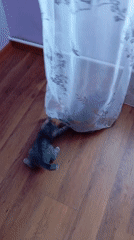 Kitten plays with curtains in Baksan home