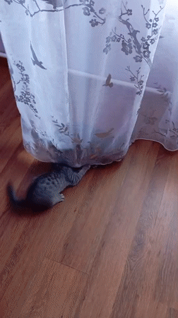 Kitten plays with curtains in Baksan home