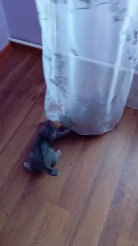 Kitten plays with curtains in Baksan home