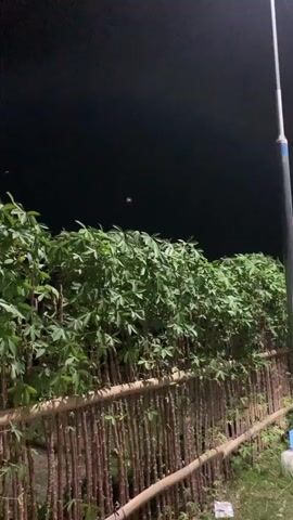 A vertical video shows a row of green-leaved plants forming a fence at night. The plants have brown stems and are supported by a structure of vertical wooden poles. The sky above is dark. Small flying insects are visible near the top of the plants. A street light pole is partially visible on the far right. No people are visible.