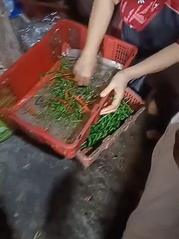 A person is sorting chilies in two red plastic baskets. The person is wearing a red floral shirt. One basket contains a mix of green and red chilies, some of which appear to be wet. The other basket is filled with green chilies. The person is holding some green chilies in their hands, examining them. The scene appears to be outdoors or in a rustic indoor setting with a concrete floor.