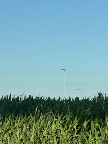 A full shot shows a cornfield in the foreground under a clear blue sky. The corn stalks are tall and green, with sharp leaves. Two tall lampposts are visible in the distance, each with a light fixture at the top. The lamppost on the left is taller and more prominent than the one on the right. The sky is a uniform light blue, with no clouds. A faint silhouette of a construction crane is visible on the far left horizon. The camera appears to be static.