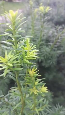 The video shows a close-up, slightly blurred shot of green foliage. The foreground features a few upright stems with bright green, needle-like leaves. The leaves appear to be new growth, with lighter green tips. In the background, out of focus, are more of the same plants, creating a dense, green hedge or shrubbery. The lighting suggests it is daytime, possibly overcast, as there are no harsh shadows. There are no people, animals, or any other objects visible in the frame. The overall impression is one of natural growth and vegetation.