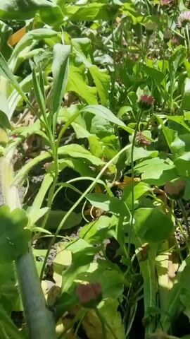 The video shows a close-up view of plants and flowers. The camera pans over green leaves and stems, with several purple bell-shaped flowers visible. Some of the flowers appear to be wilting. The background consists of more greenery and some dry soil. The lighting suggests it is daytime and sunny.