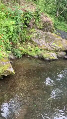 A video shows a clear stream flowing over rocks and through a lush green forest. The water is shallow, allowing the rocky bottom to be visible. Sunlight filters through the trees, creating dappled patterns on the water's surface. The scene is tranquil and natural.